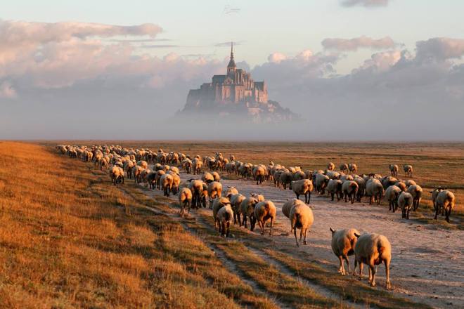 Mont Saint Michel moutons